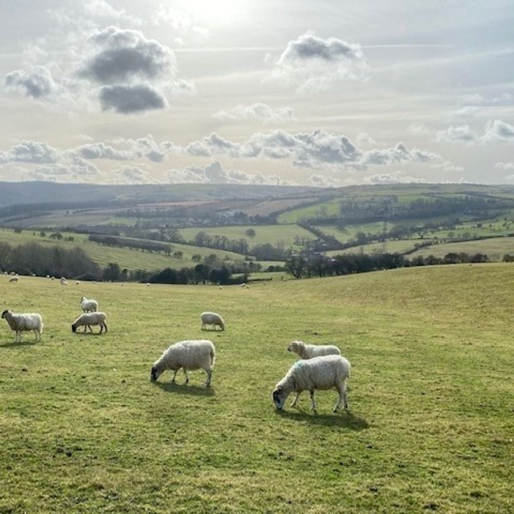 Image for article: Richard Greasby- Head of Butler Sherborn Rural - Why he loves the Cotswolds!