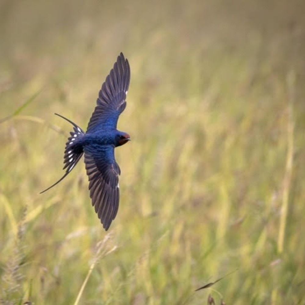 Butler Sherborn can help by working with Landowners and local ecology experts to establish ecological baselines and what Biodiversity Net Gain units may be applicable to their land.